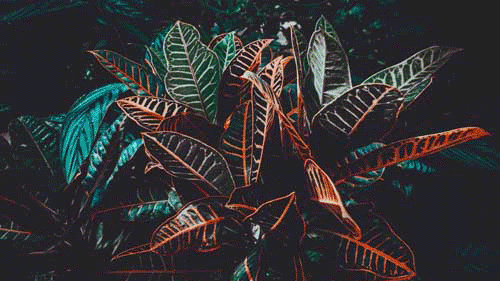 Tomas Gonzalez de Rosenzweig - Dynamic Desktop for Mac - Plants