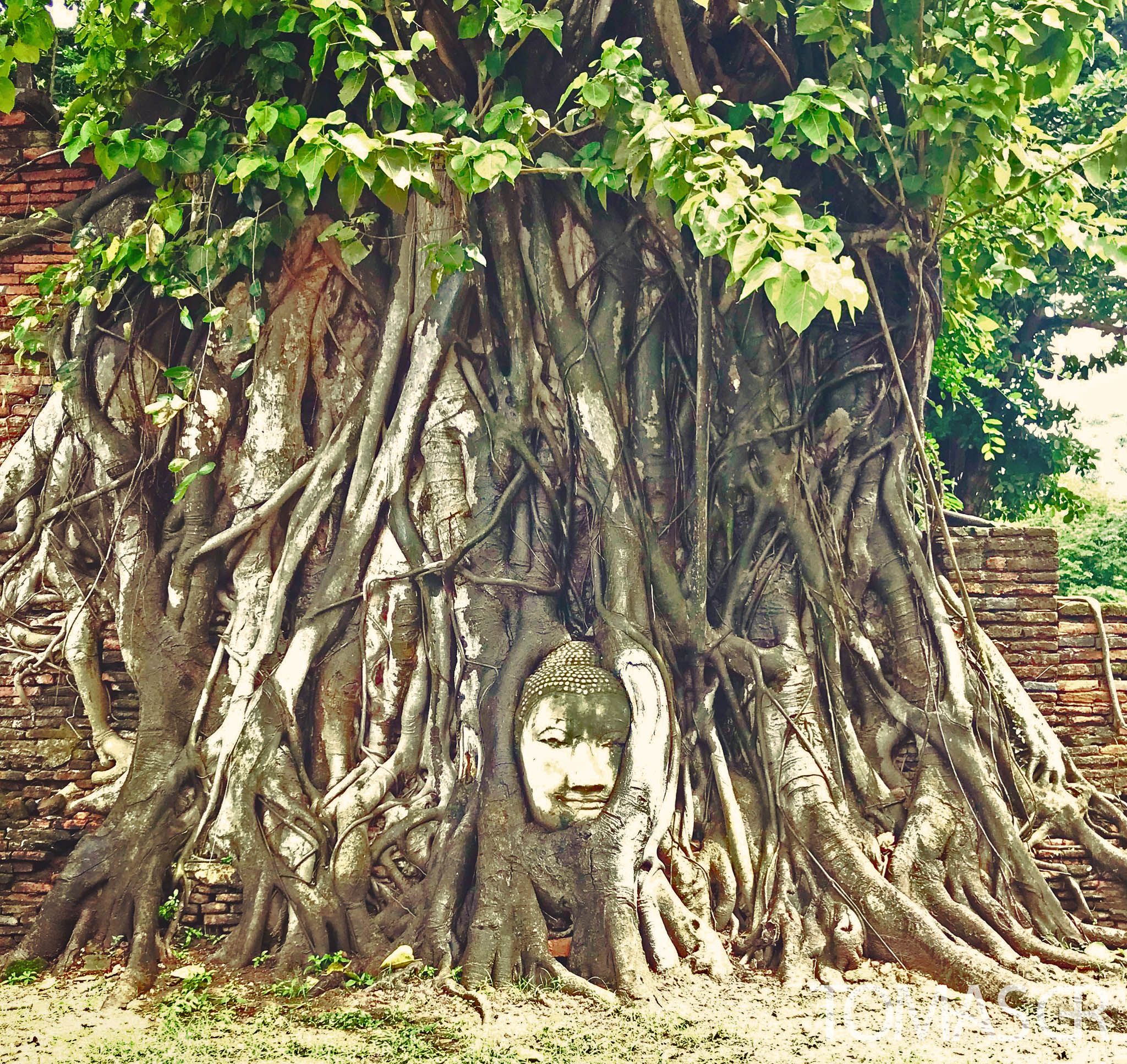 Tomas Gonzalez de Rosenzweig - Buddha Face In The Root Of A Tree Ayutthaya Thailand