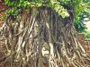 Tomas Gonzalez de Rosenzweig - Buddha Face In The Root Of A Tree Ayutthaya Thailand
