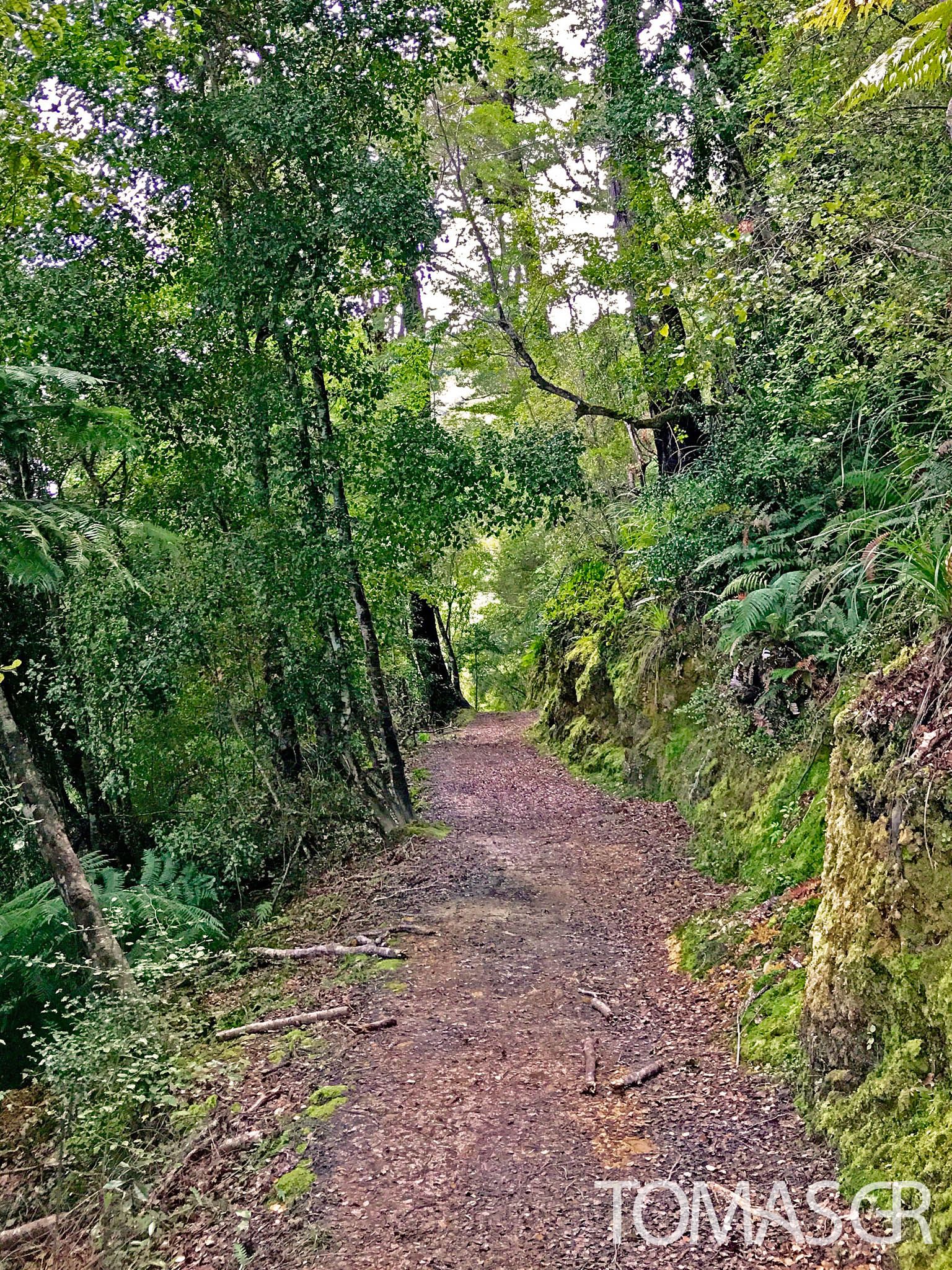 Tomas Gonzalez de Rosenzweig - Forest Path