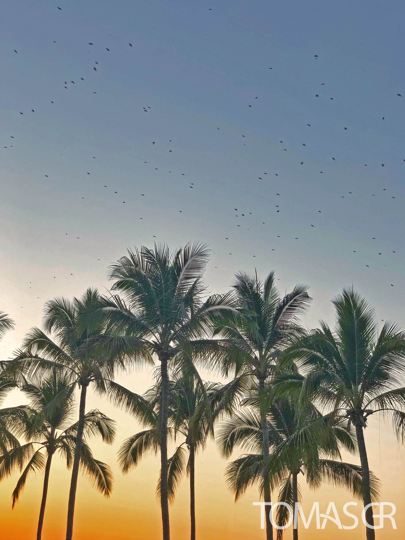 Tomas Gonzalez de Rosenzweig - Mexican Sunset in Puerto Vallarta