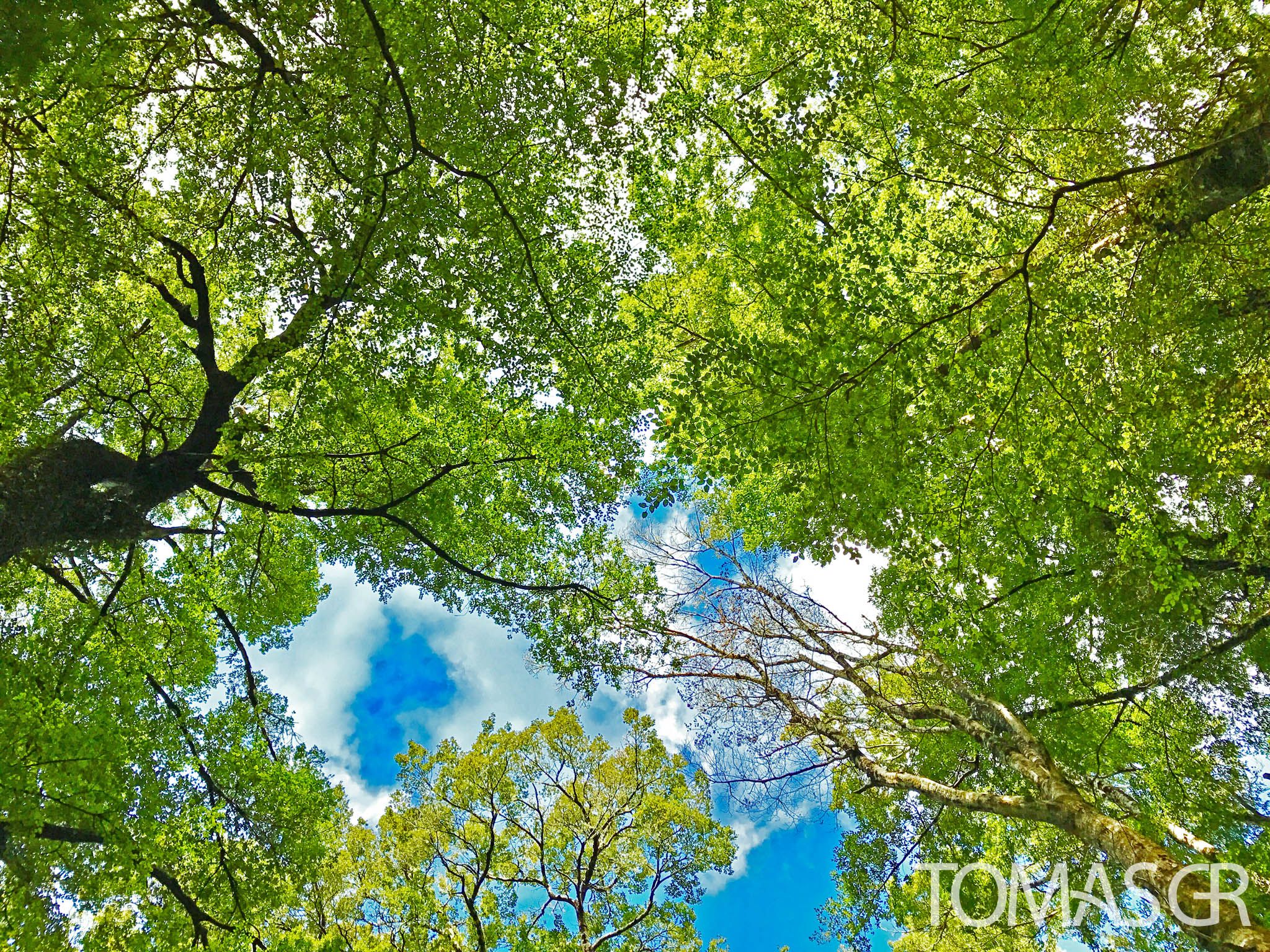 Tomas Gonzalez de Rosenzweig - Tree Tops