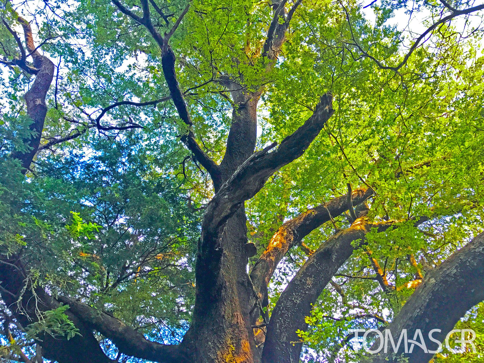 Tomas Gonzalez de Rosenzweig - Tree Trunk