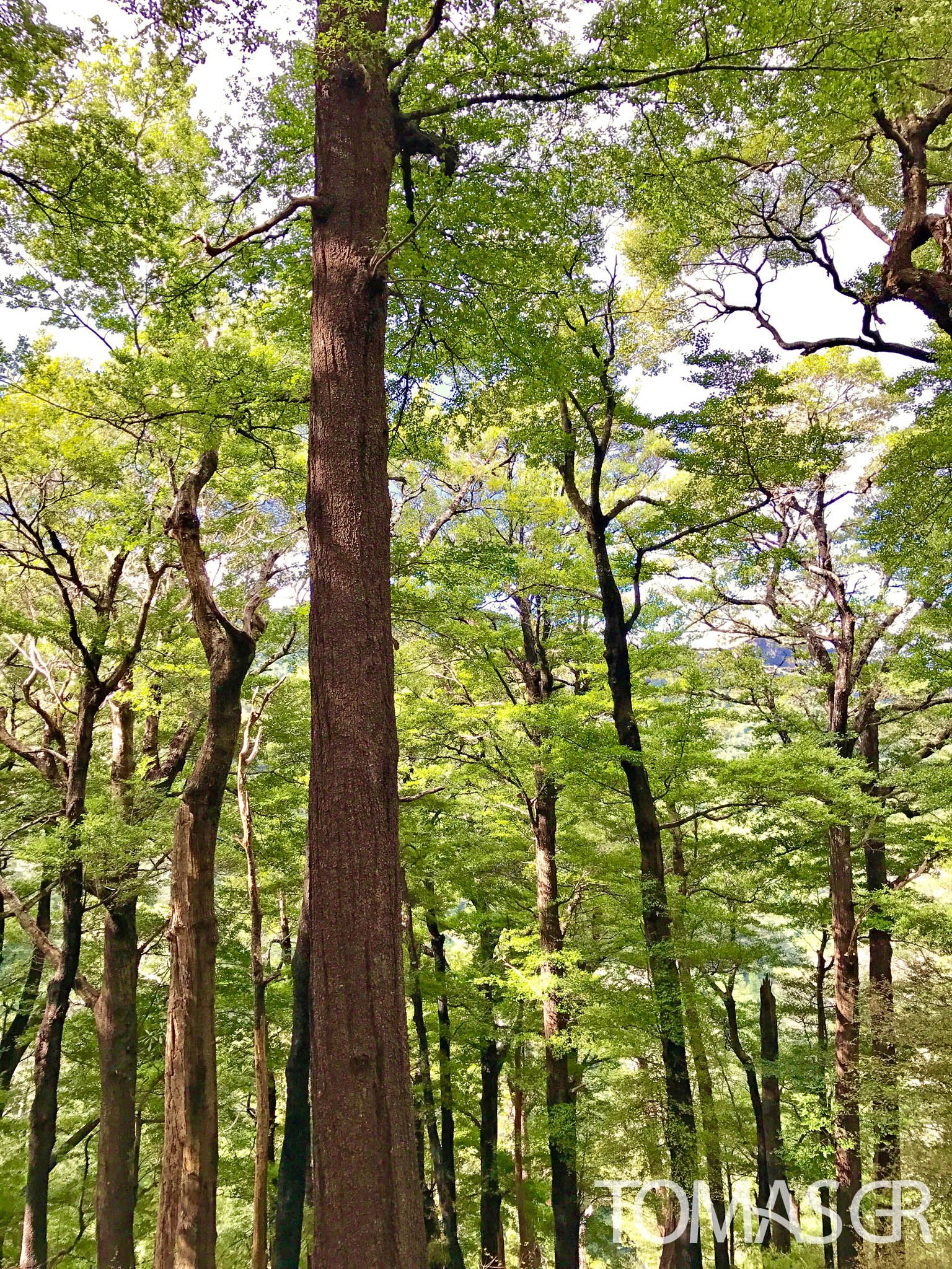Tomas Gonzalez de Rosenzweig - Trees